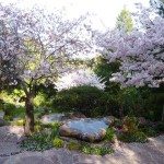 Cherry blossoms Napier rock garden Kentfield ca